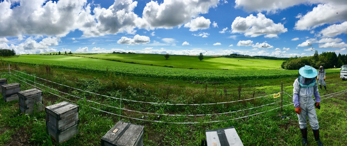 北海道産らくらく蜂蜜【クローバー】300gパウチの産地直送_