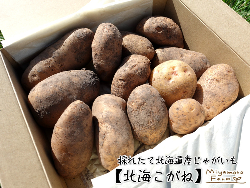 北海道産じゃがいも北海こがね
