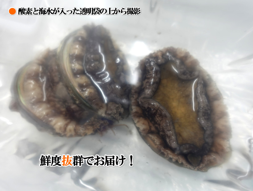 期間限定・生きたまま届く！】天然活蝦夷あわび 北海道松前産の産地