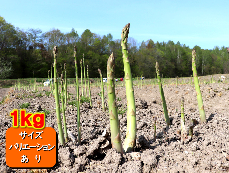 北海道富良野産グリーンアスパラ1kg