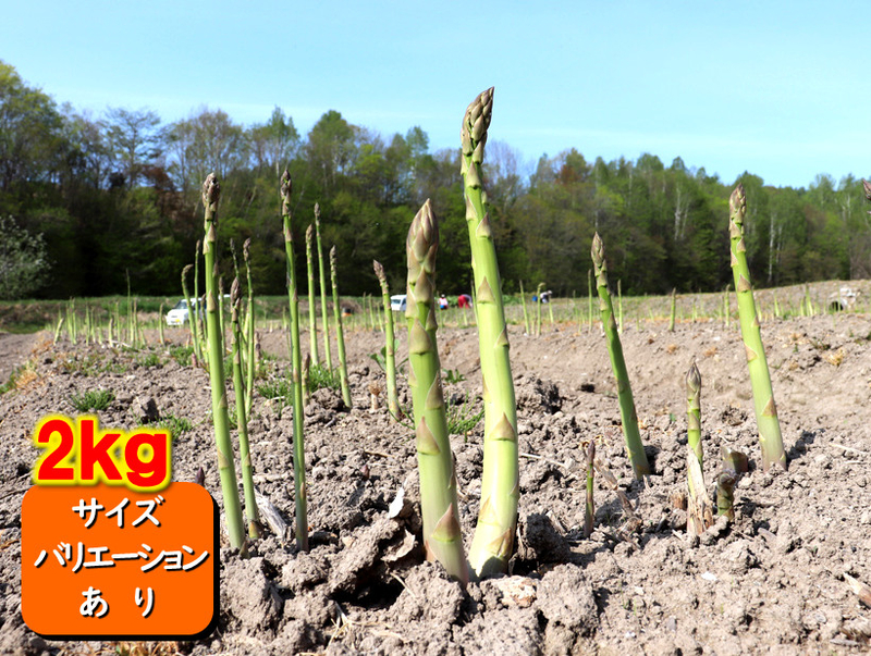 北海道富良野産グリーンアスパラ2kg
