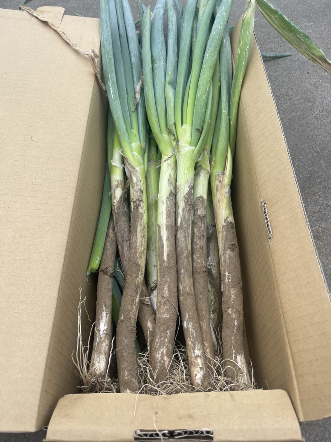 深谷産 ねぎ(泥つき)6kg (3kg×2箱セット） | 六次産業協同組合