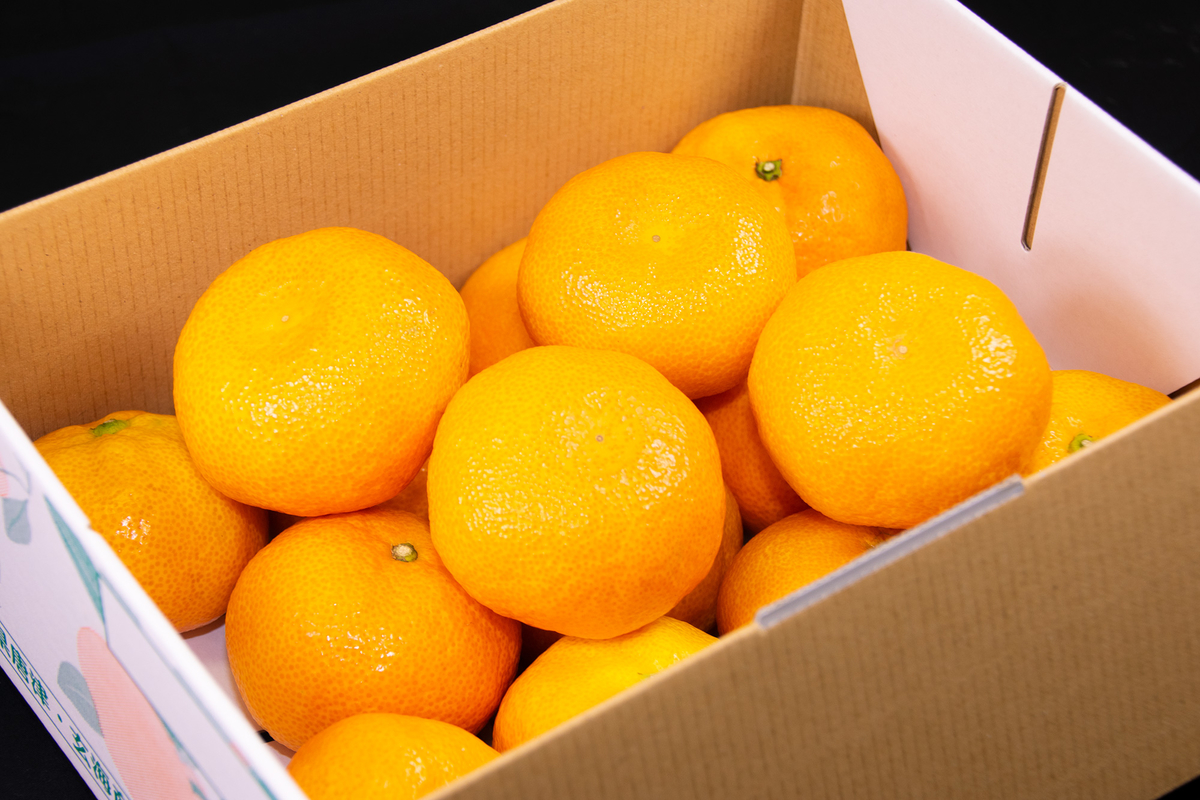 温室ミカン／2kg（セレクトバラ箱／送料込み） | 唐津うまかもん市場