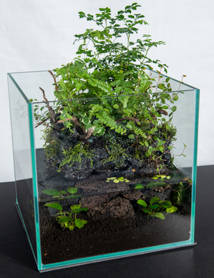 簡単に手軽に始められるアクアテラリウム Table Biotope Aqua Terra