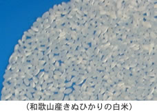 和歌山産きぬひかりの白米