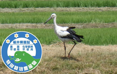 いちほまれ-福井県認証　無農薬・無化学肥料玄米[3kg]