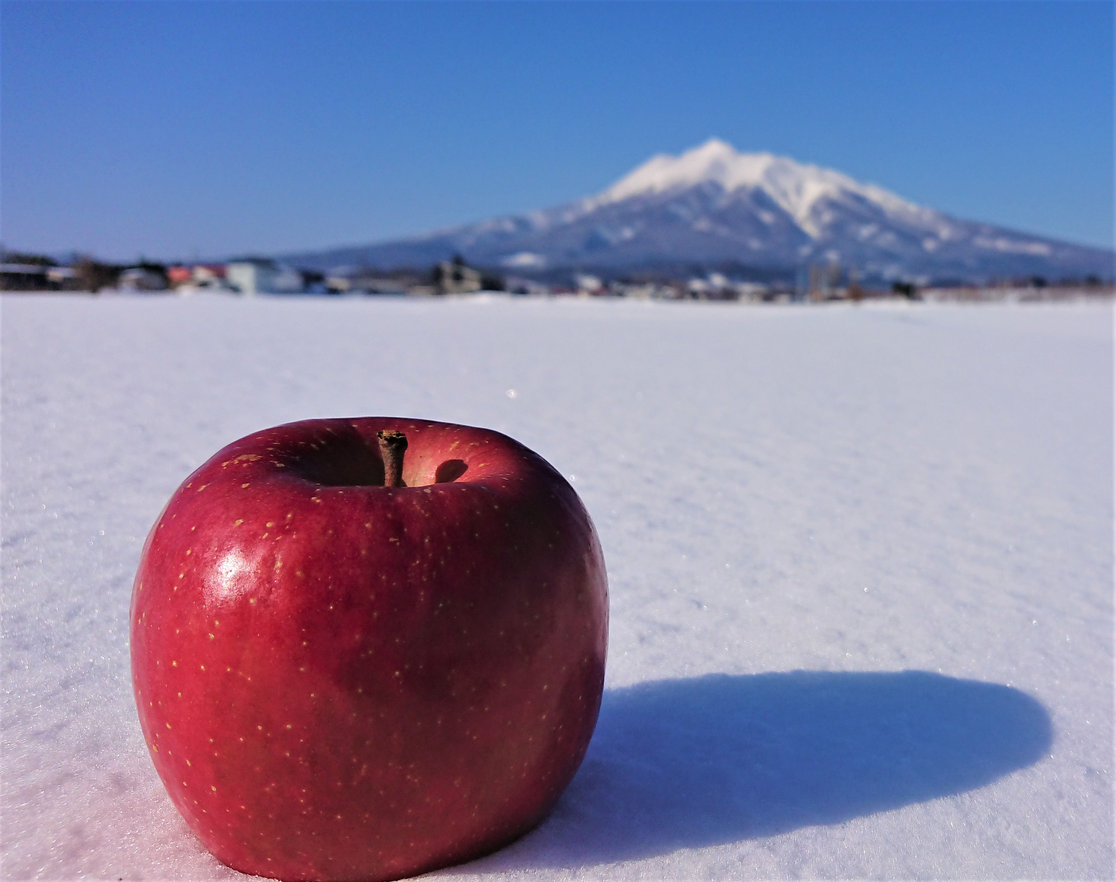 雪の国から はじめまして。津軽のりんご園です。