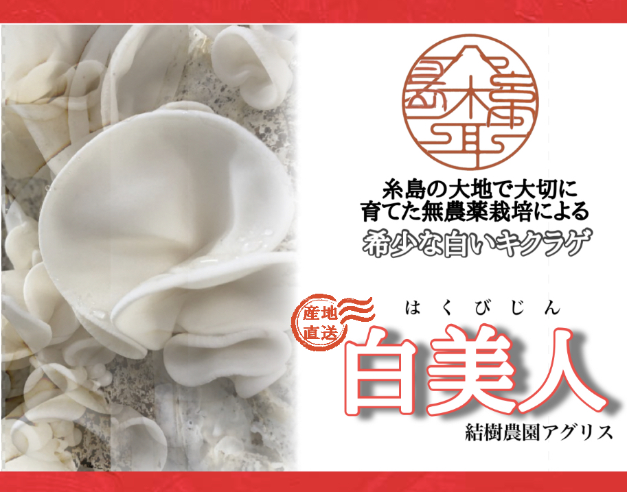 お一人様3個まで 完全無農薬 希少国産白い生キクラゲ 白美人 100g 結樹農園aglis 収穫次第発送 結樹農園アグリス