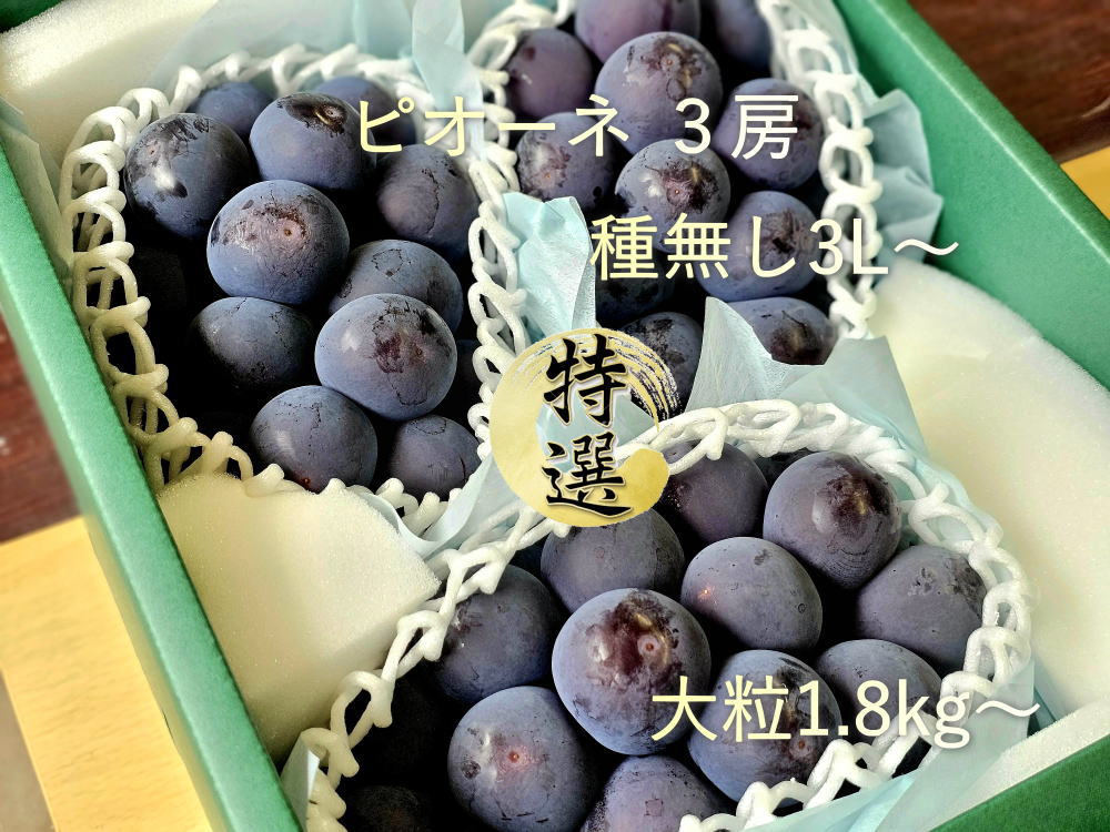 特選ピオーネ 3～4房（3L大粒 1.8kg～）種なし | 雨宮ファーム
