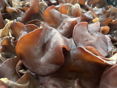 会津産生きくらげ 400g　袋入り