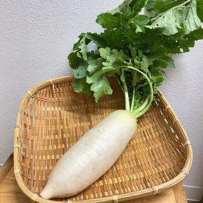淡路島産　野田さん　農薬・化学肥料不使用　大根　1本