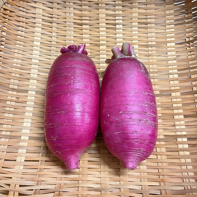 淡路島産　野田さん　農薬・化学肥料不使用　紅くるり大根　1本