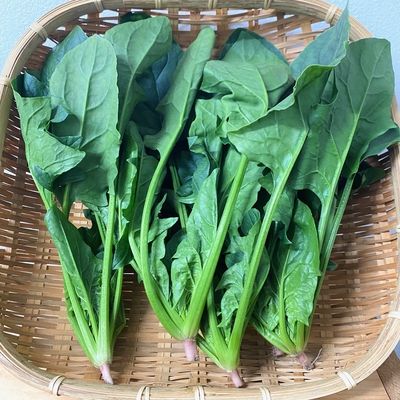  淡路島産　野田さん　農薬・化学肥料不使用　ほうれん草