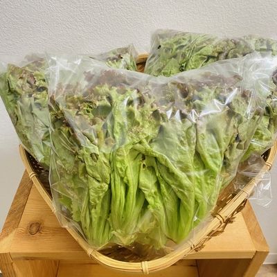 沖縄県産　いもり屋金城さん　有機無農薬サニーレタス　1玉