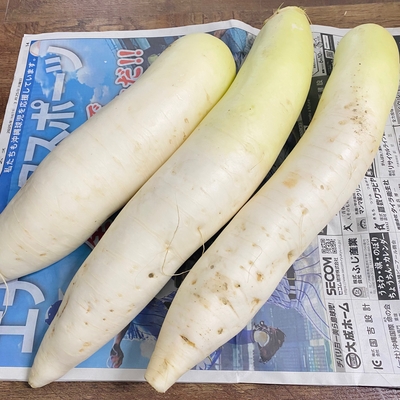 沖縄県産　いもり屋金城さん　有機無農薬大根　1本