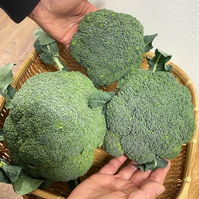 淡路島産　野田さん　農薬・化学肥料不使用　ブロッコリー　1個(写真右下)