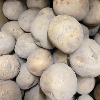 沖縄県産　いもり屋金城さん　有機無農薬　新ジャガイモ　350g　