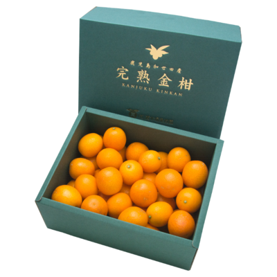 【清木場果樹園】完熟金柑 黄金丸 約1kg