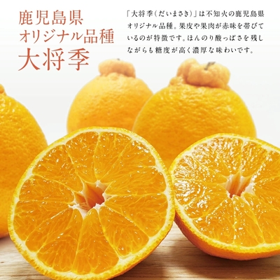 【道の駅きんぽう木花館】ブランド不知火「大将季」 約3kg