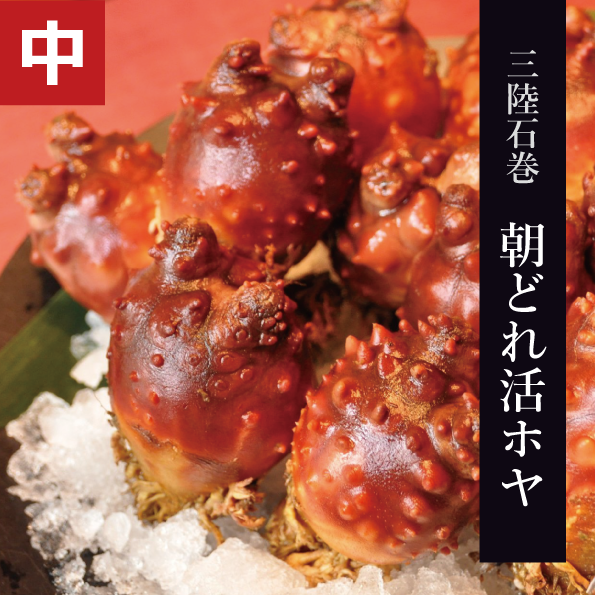 三陸石巻 朝どれ活ホヤ 中サイズ 海遊ショップオンライン