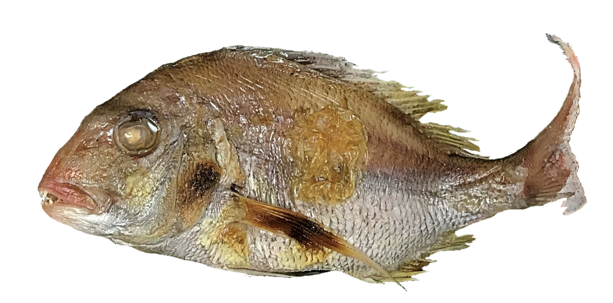 焼鯛3L（真空鯛）｜焼鯛・鯛飯・鯛めしの素・魚惣菜【福島 大水