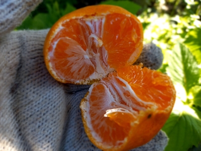 ゲリラセールミカン　　1,000箱以上売れる人気商品　抽選でレモンが当たるキャンペーン中