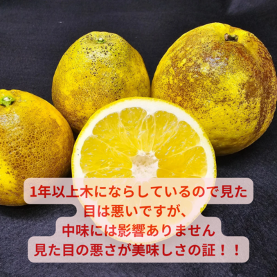 日本一見見た目の悪い河内晩柑　中味は全然問題なし　送料お得便