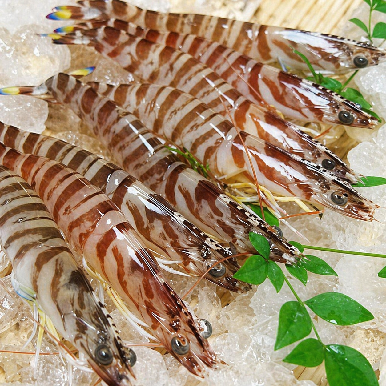 姫島ブランド活〆車えび。刺身でも塩焼きでも味わう島の看板食材｜離島だより