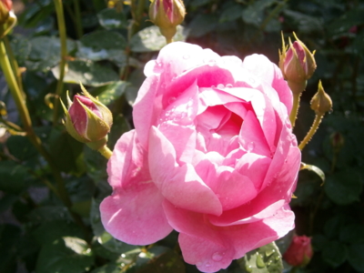 ロイヤル・ジュビリー（15Lpot）