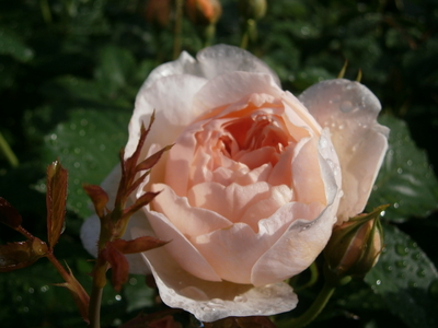 《予約》ザ・シェパーデス（15Lpot）