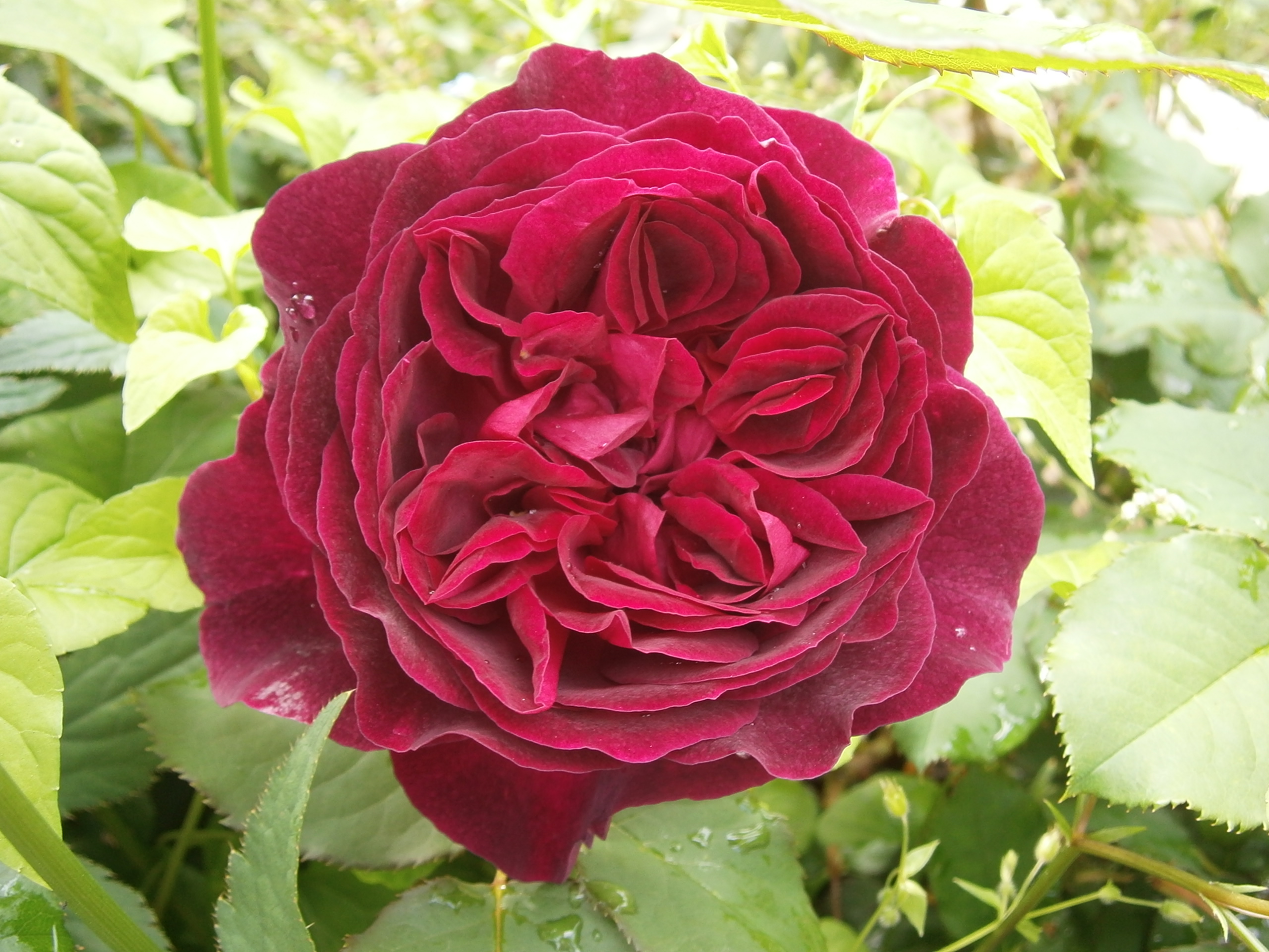 ムンステッド ウッド 15lpot 小さな森ショップ