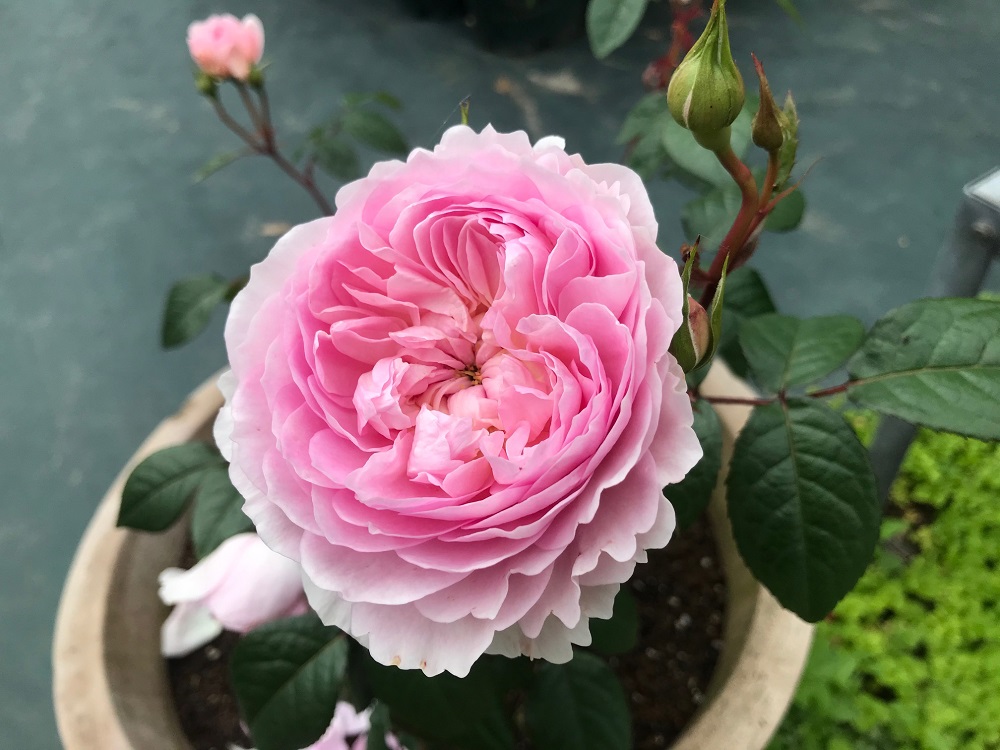 開花中「サイラスマーナー」10号鉢 楽天市場】バラ苗 / サイラス