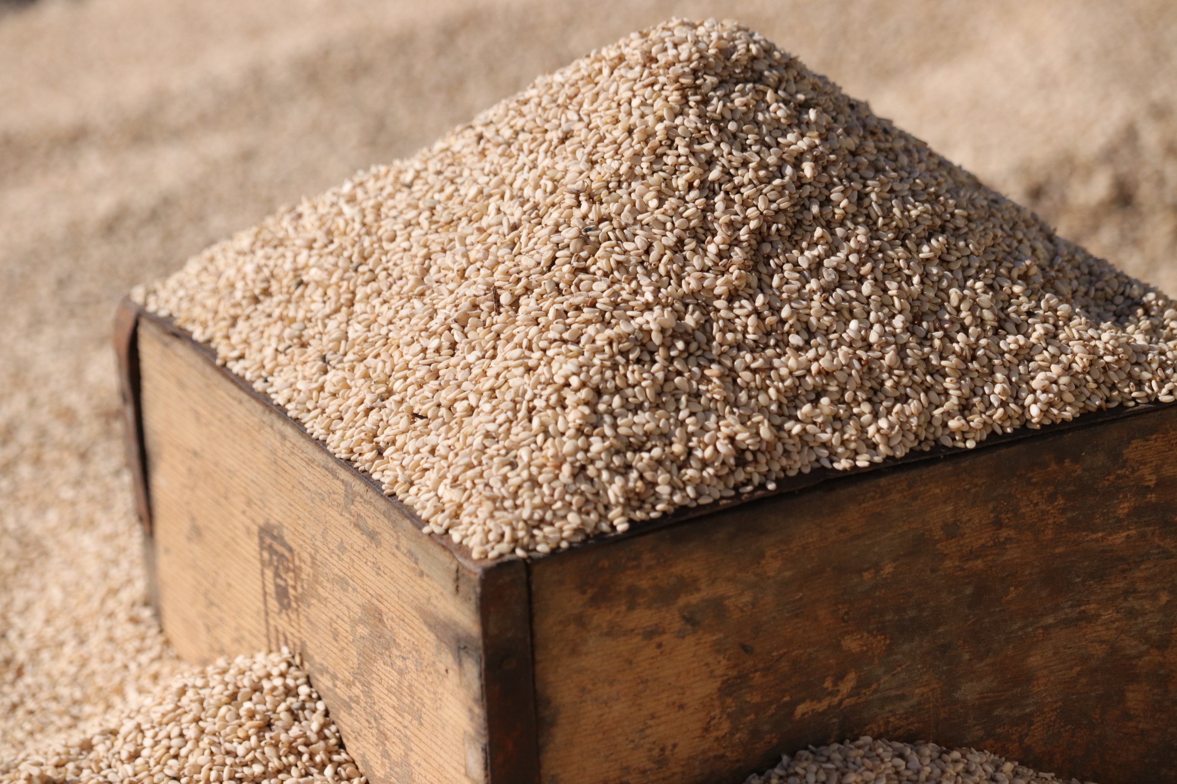 国産自給率0.1%の逸品】香り高い国産白ごま！(100gパック 洗い胡麻