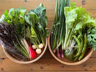 5/5.12.19.26(火) 発送分 野菜セット(M)毎週