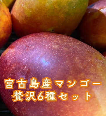 【数量限定】宮古島産マンゴーの贅沢６種セット