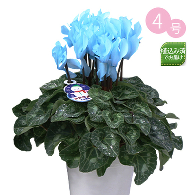 ガーデンシクラメン505 平園芸公式ウェブサイト