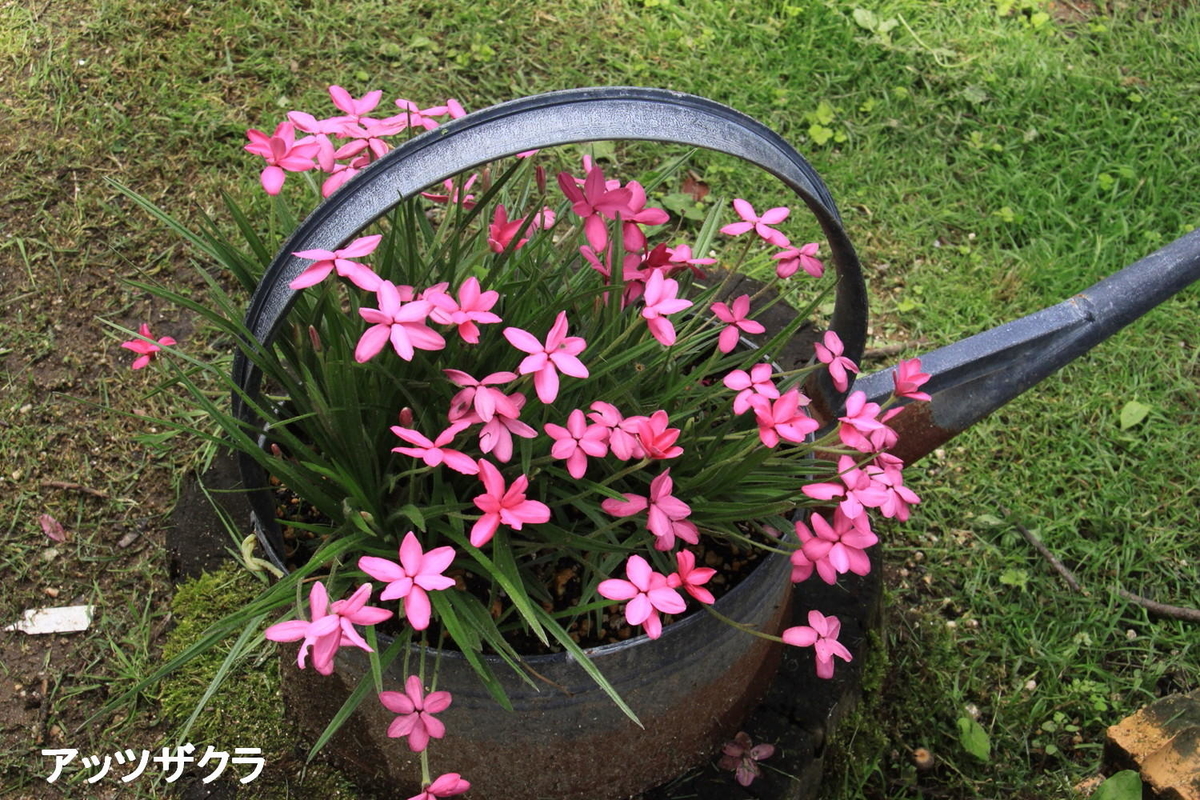 ガーデンシクラメン505 平園芸公式ウェブサイト