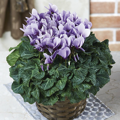 ガーデンシクラメン505 平園芸公式ウェブサイト