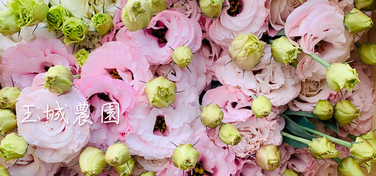 トップページ 沖縄 玉城農園 トルコキキョウ