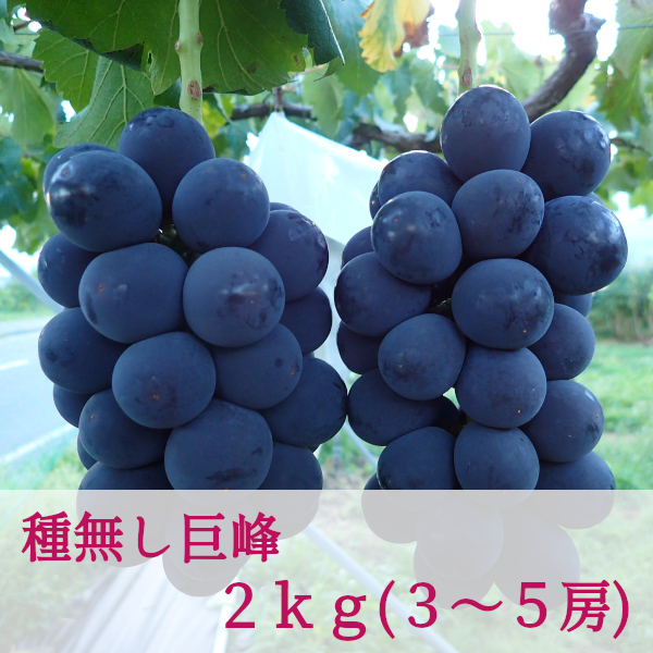 ちえぽー   巨峰（種無し）2キロ×2箱　山梨県産　しげちゃん農園 楽天市場】巨峰 種なし 【2025年発送】山梨 先行予約 2房 1kg