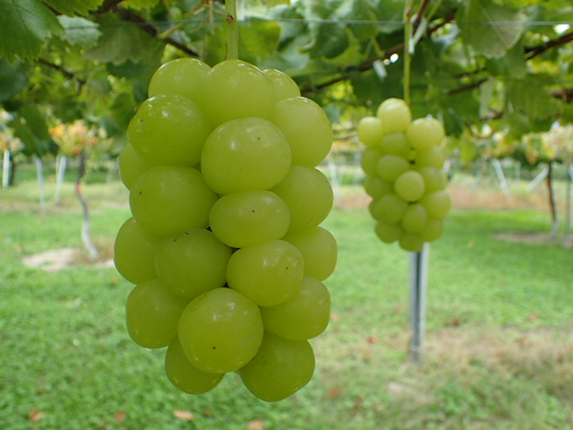 マスカ・サーティーン ご家庭用（1.2kg以上 / 3～5房） の通販・お