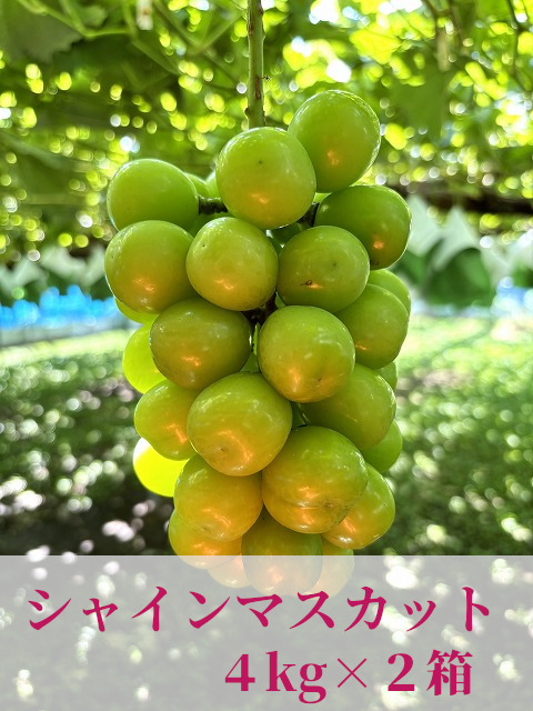 ⚠️クールシャインマスカット＆スカーレット②箱まとめて合計4kg - 果物