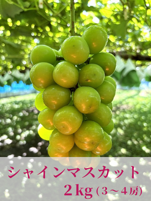 シャインマスカット (4kg / 7～8房）の通販・お取り寄せ
