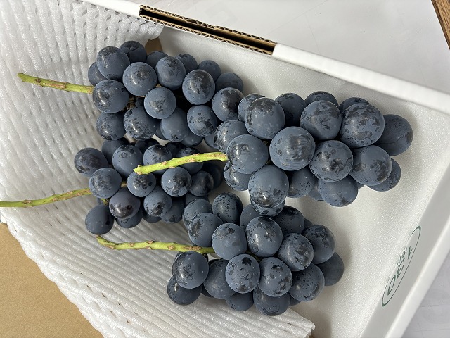 ナガノパープル ご家庭用_1.2kg(3~4房)の通販・お取り寄せ