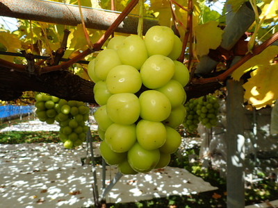 ＊シャインマスカット 家庭用(900g以上 /2房)＊