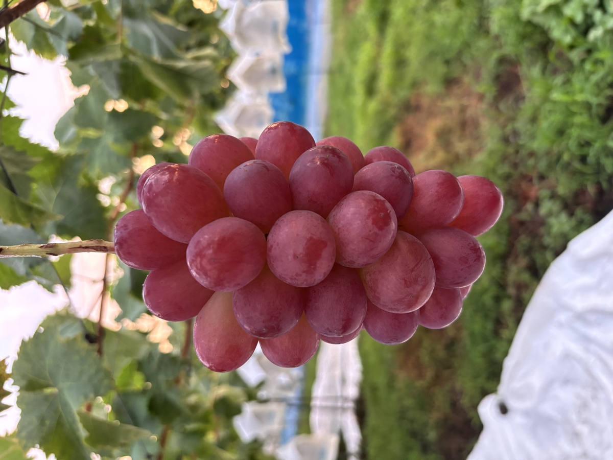 スカーレット（1.8kg以上 / 4～6房）の通販・お取り寄せ | やまざき