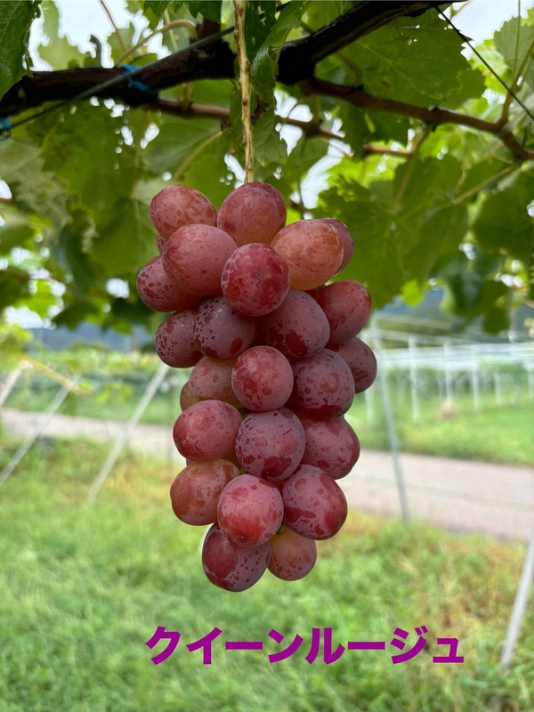 クイーンルージュ® 家庭用（1.2kg以上 / 3～4房）の通販・お取り寄せ