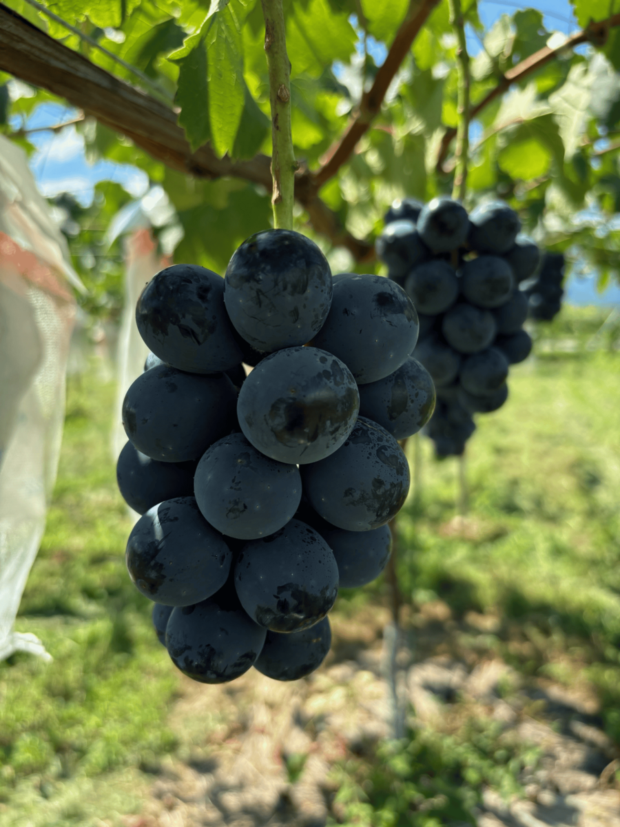 ナガノパープル ご家庭用_1.2kg(3~4房)の通販・お取り寄せ | やまざき