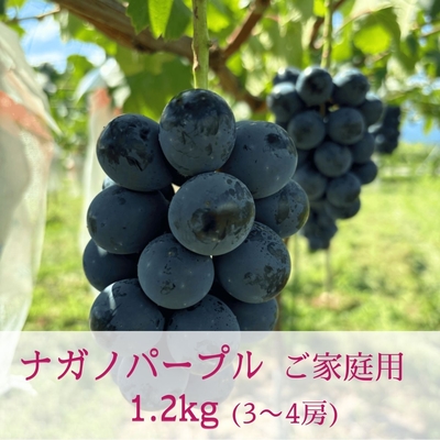 ナガノパープル　ご家庭用（1.2kg以上 / 3～4房）