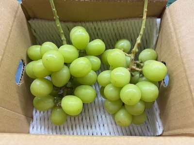 ＊シャインマスカット 家庭用(900g以上 /2房)＊